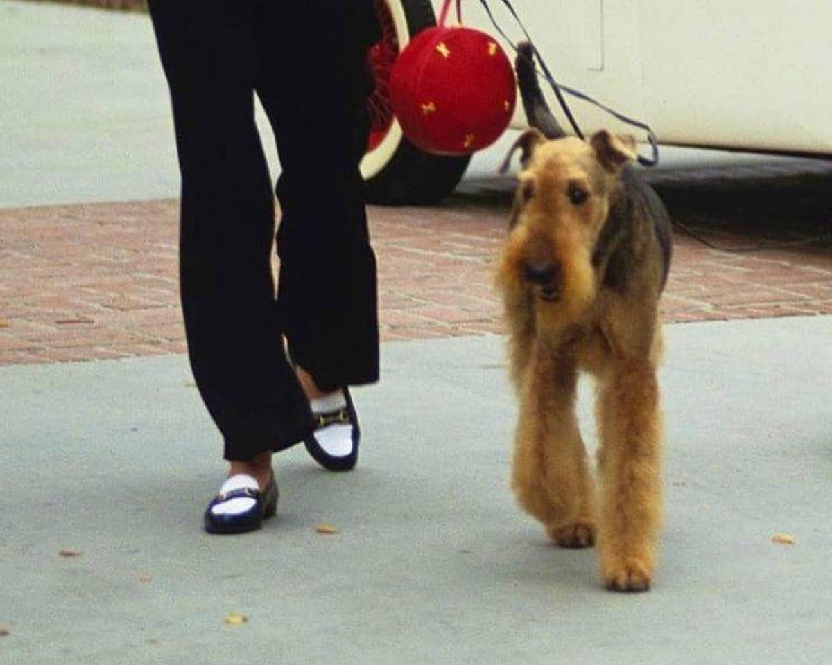 A person wearing black and white loafers and holding a red handbag walking a brown dog on a leash